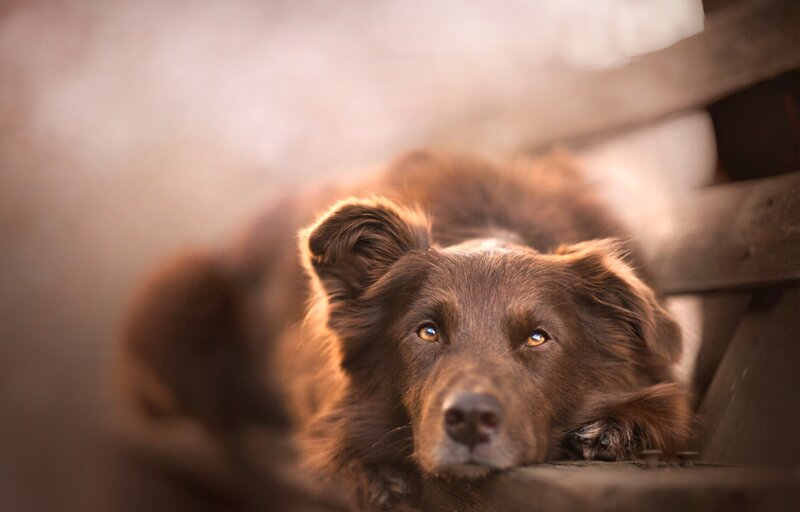 Brown Dog Lying Down — Calm, Photograph, Wooden Structure
