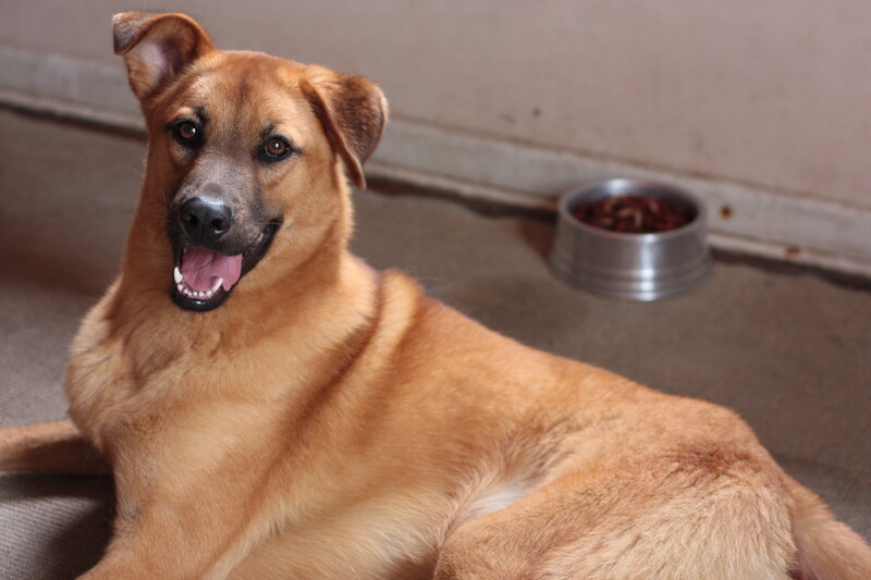 Brown Dog Lying Down — Calm
