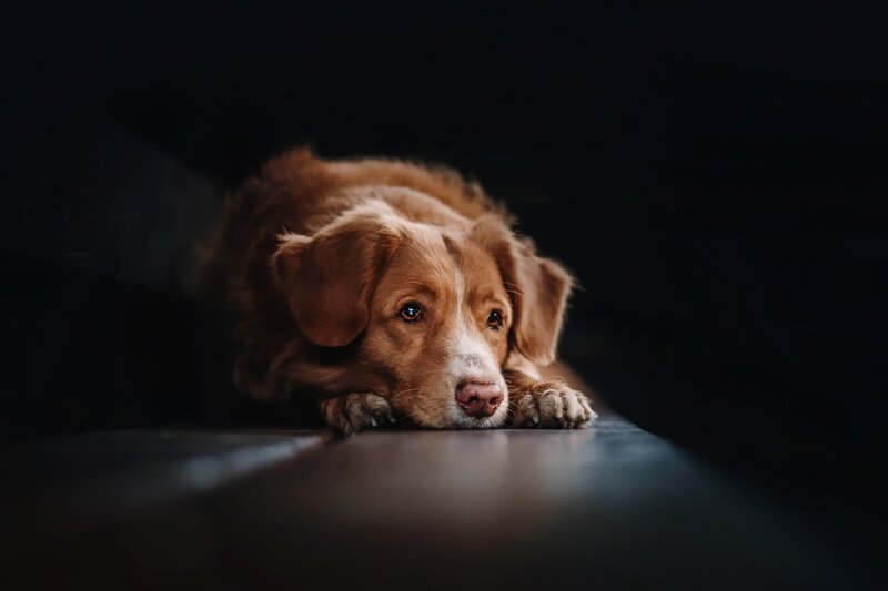 Brown Dog Lying Down — Dramatic