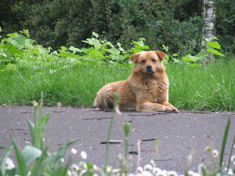 Brown Dog Lying Down — Green