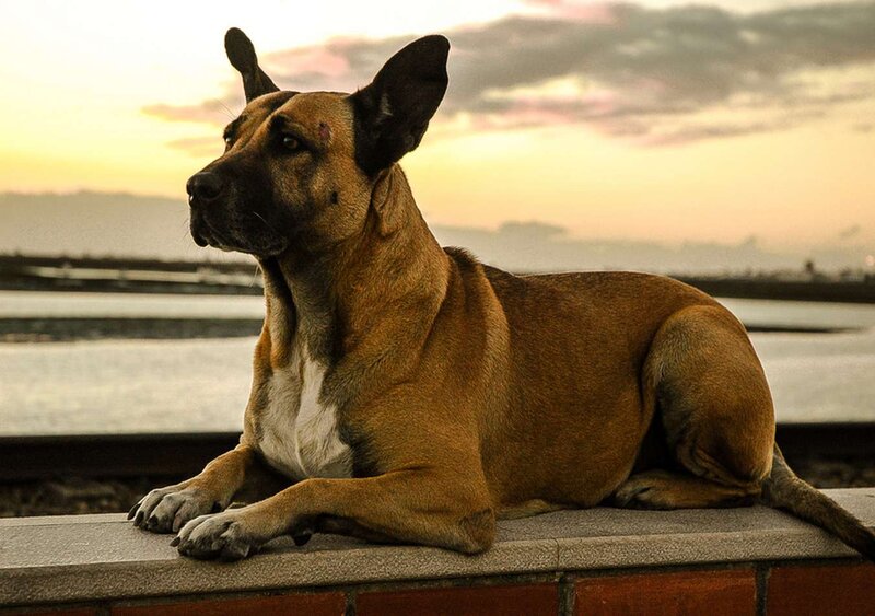 Brown Dog Lying Down — Serene