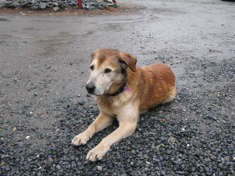 Brown Dog Lying Down