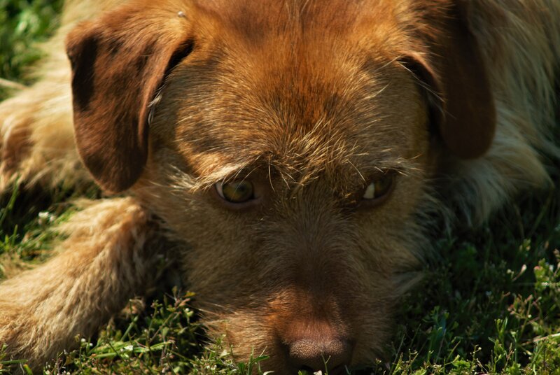 Brown Dog Lying in Grass — Calm