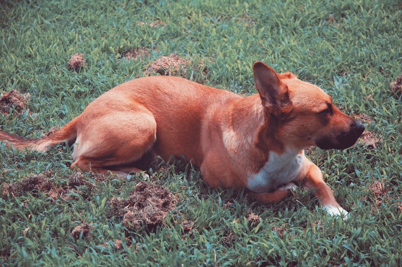 Brown Dog Lying in Grass — Green, Calm, Afternoon