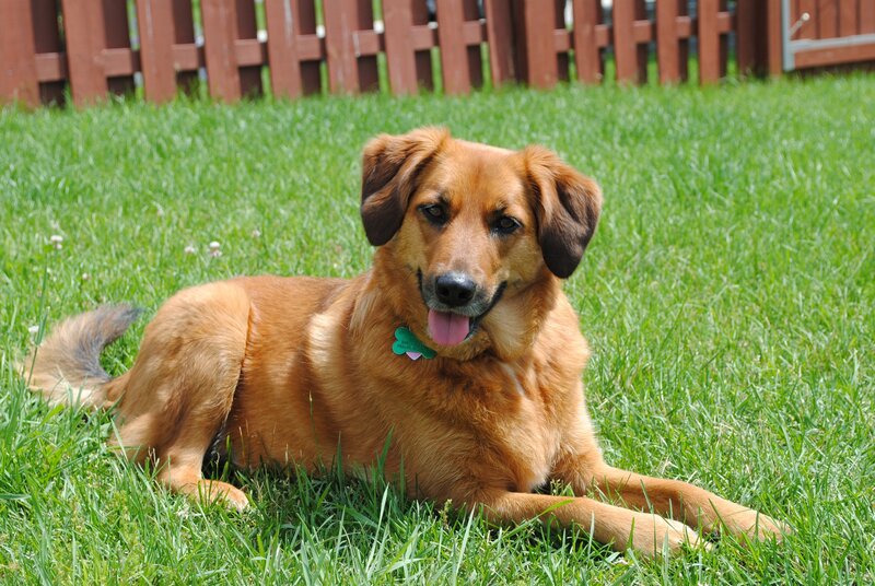 Brown Dog Lying in Grass — Green, Calm