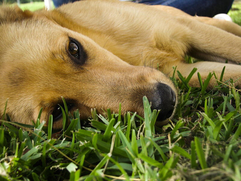 Brown Dog Lying in Grass — Green