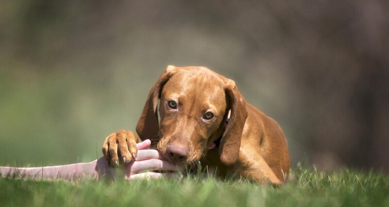 Brown Dog Lying in Grass