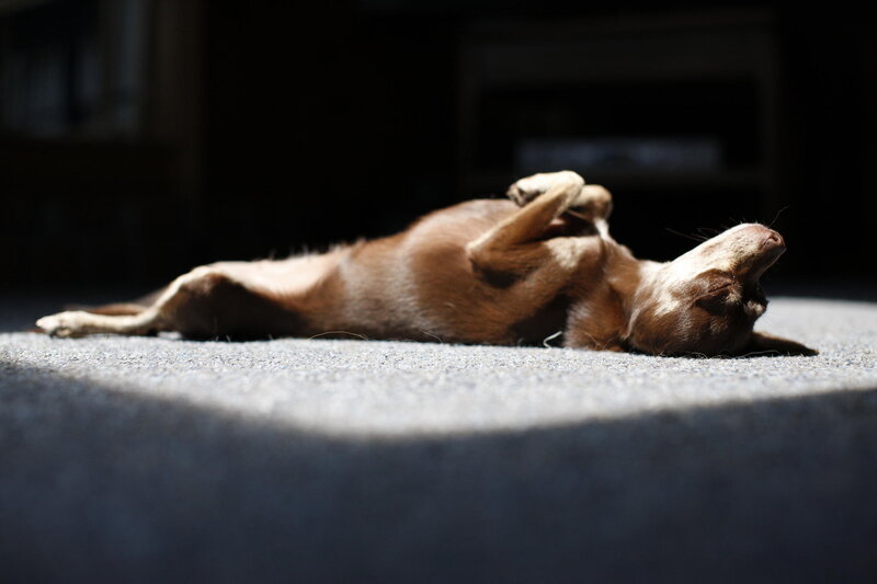 Brown Dog Lying on Back