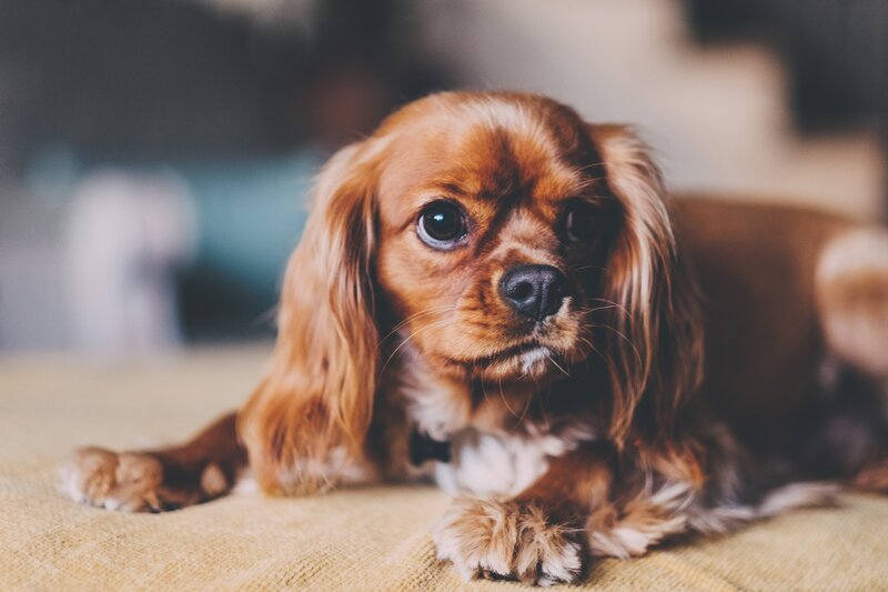 brown dog lying on couch