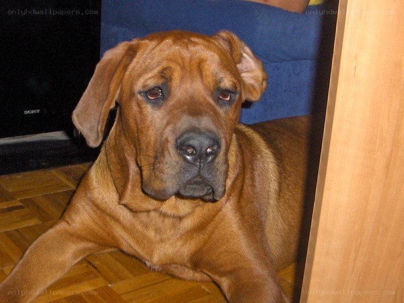 brown dog lying on floor