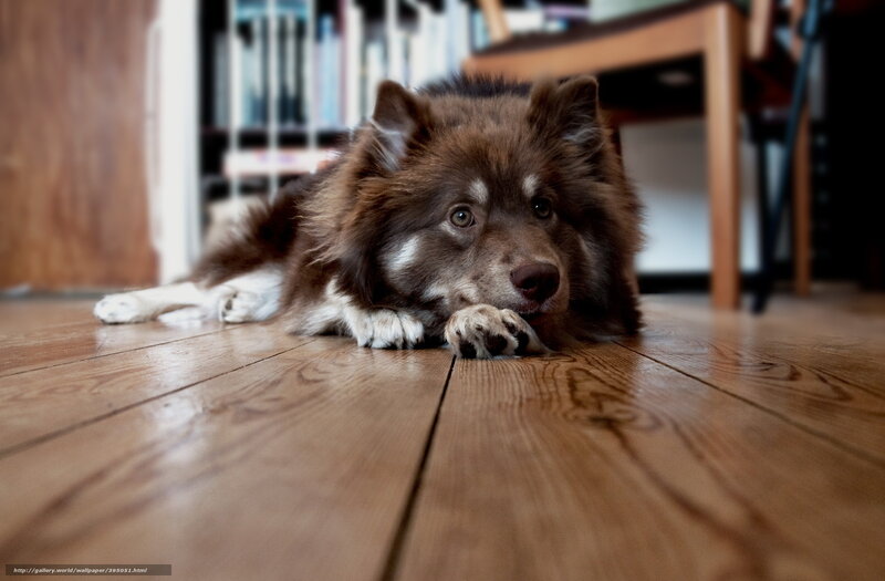 Brown Dog Lying on Floor — Calm