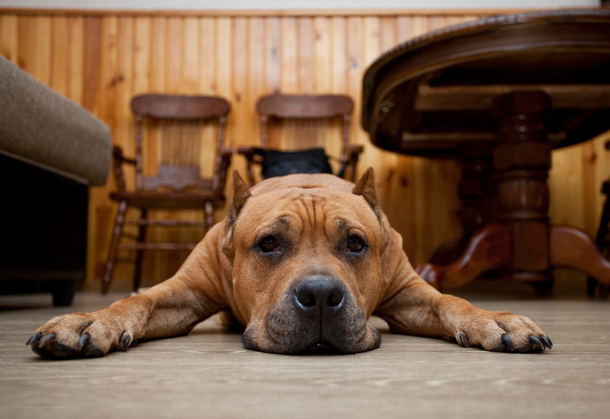 brown dog lying on floor