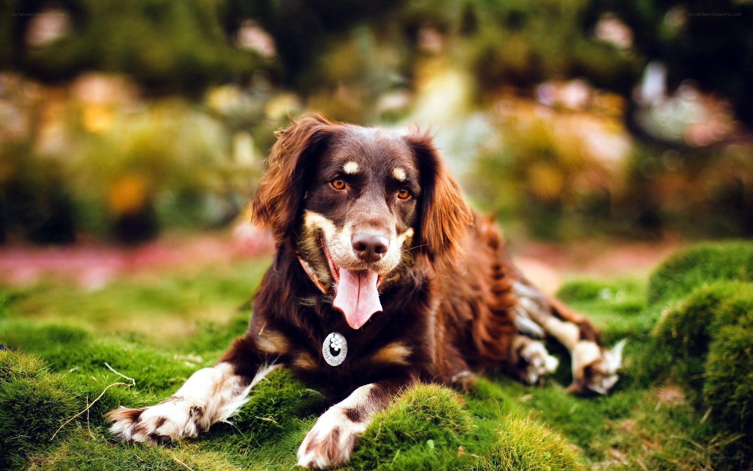 brown dog lying on grass