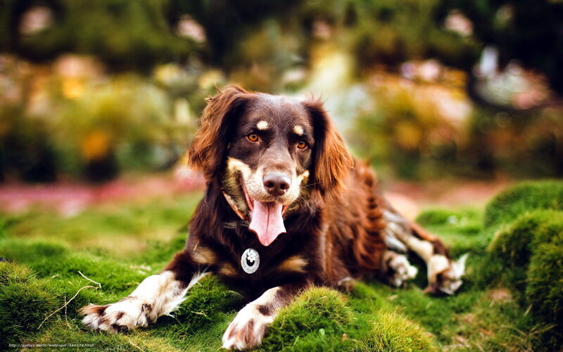 Brown Dog Lying on Grass — Green, Calm, Afternoon, Photograph, Trees