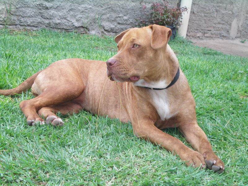 Brown Dog Lying on Grass — Green, Calm, Afternoon