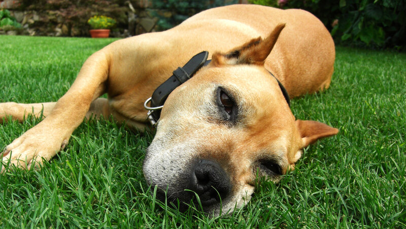 Brown Dog Lying on Grass — Green, Calm