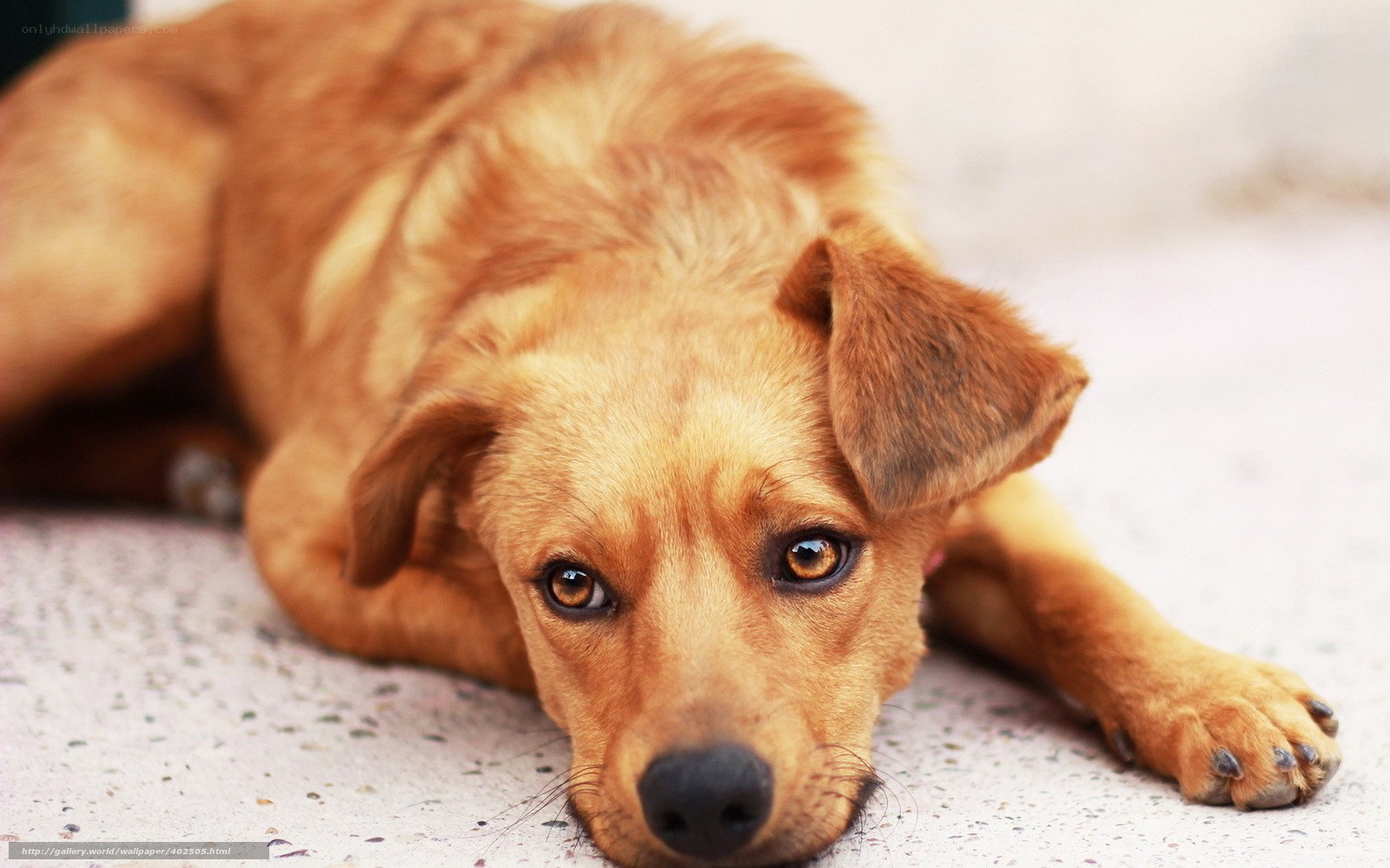 brown dog lying on ground