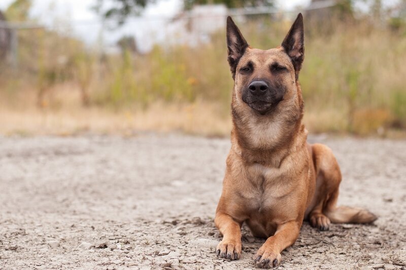 brown dog lying on ground