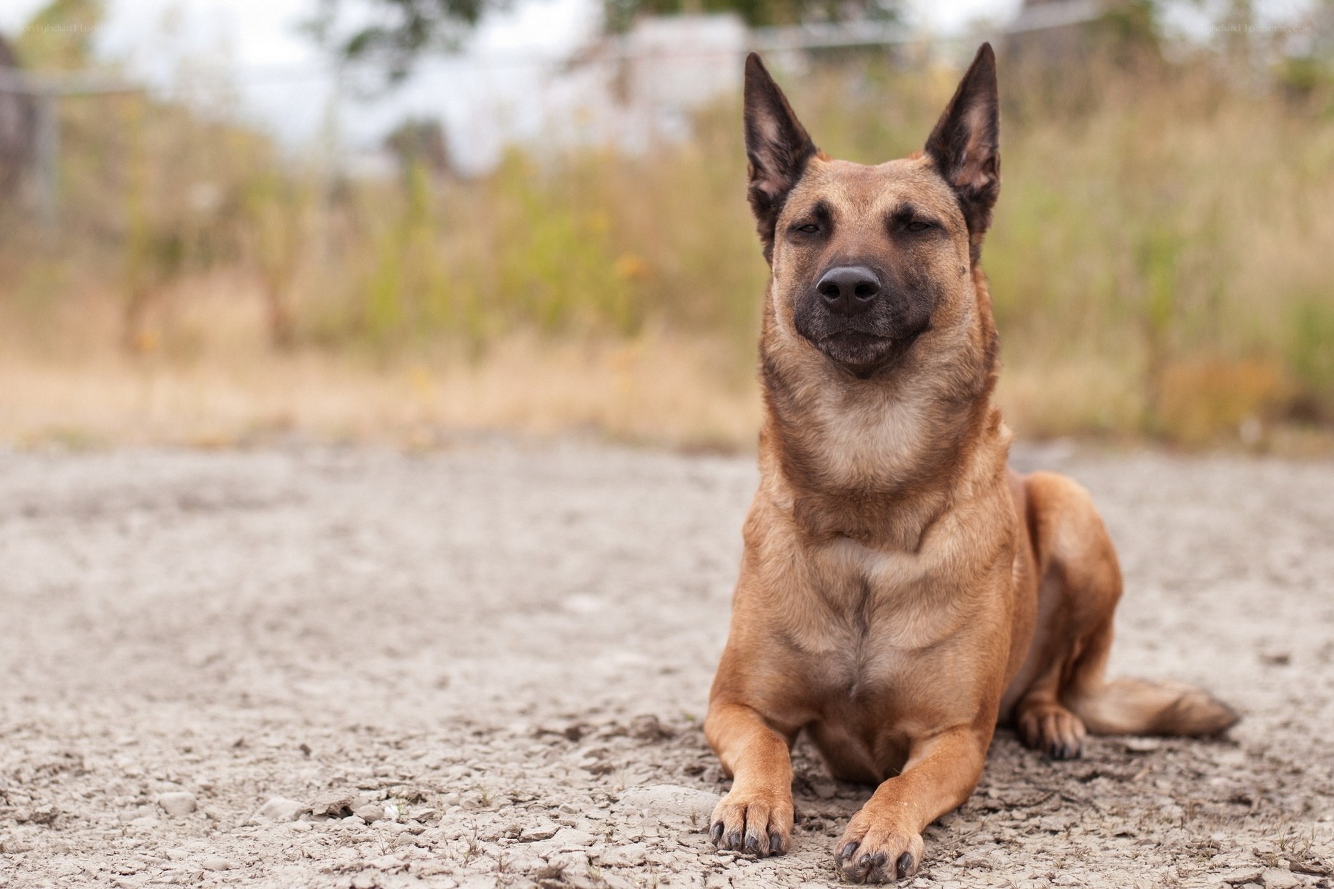 brown dog lying on ground