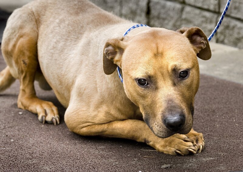 brown dog lying on mat