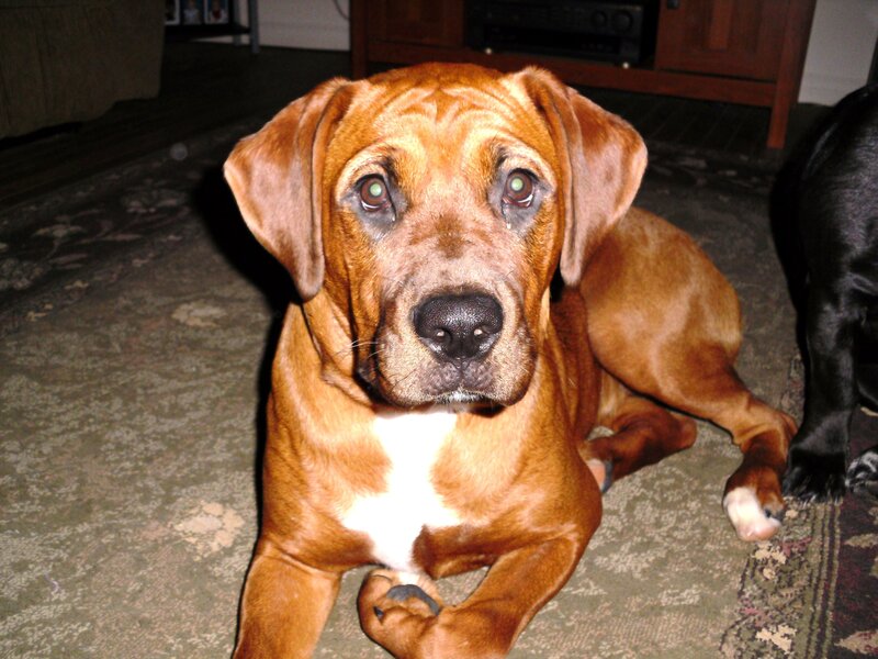brown dog lying on rug