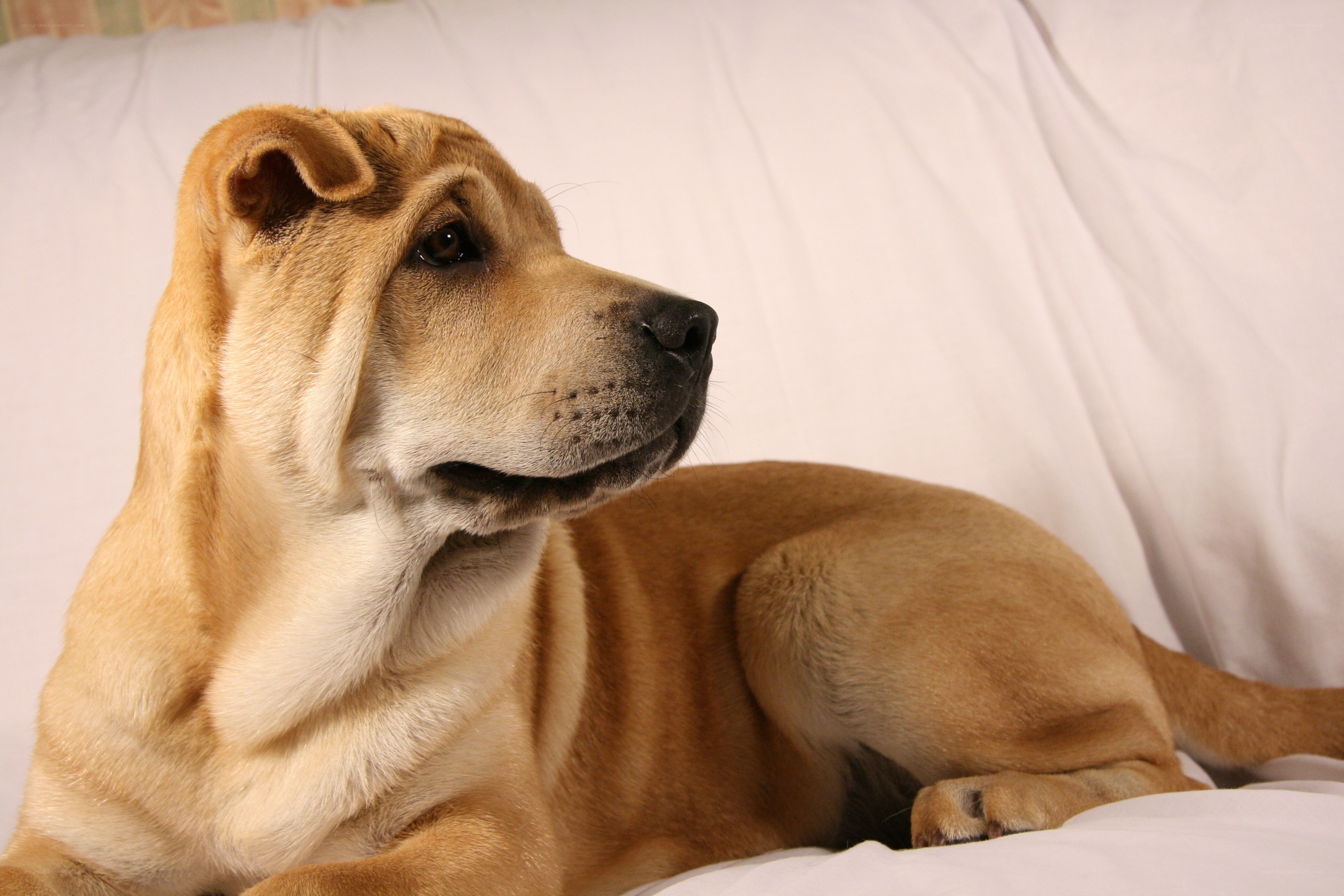 brown dog lying on white couch