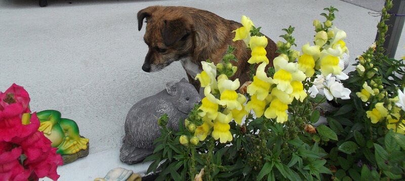 Brown Dog Near Flowers