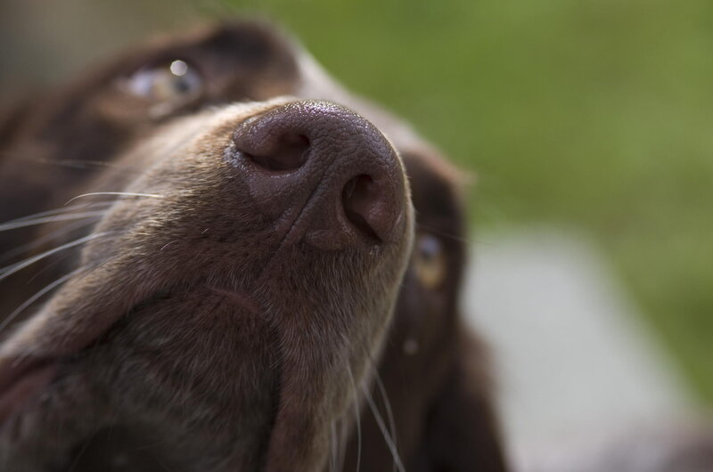 Brown Dog Nose