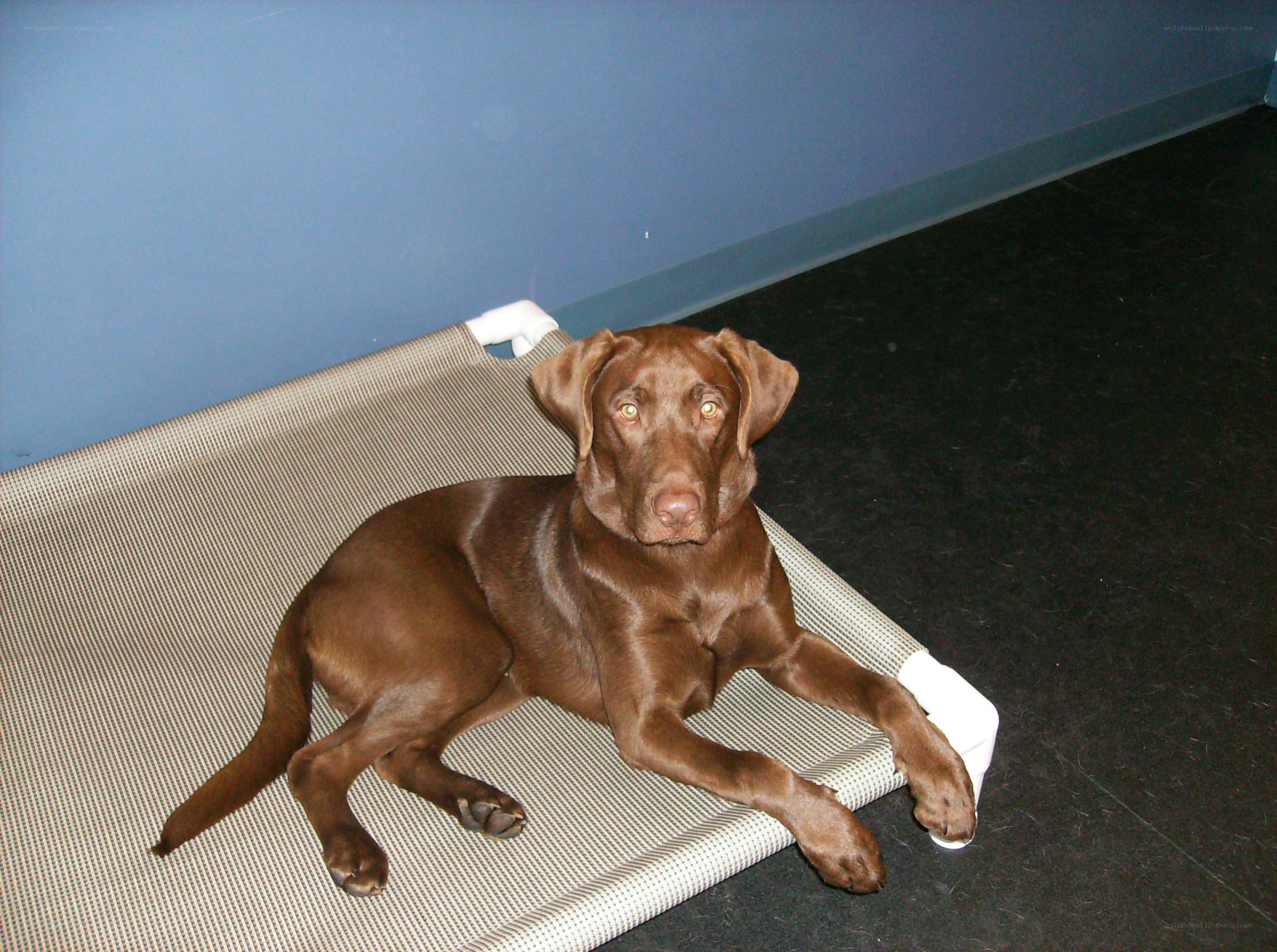 brown dog on a bed