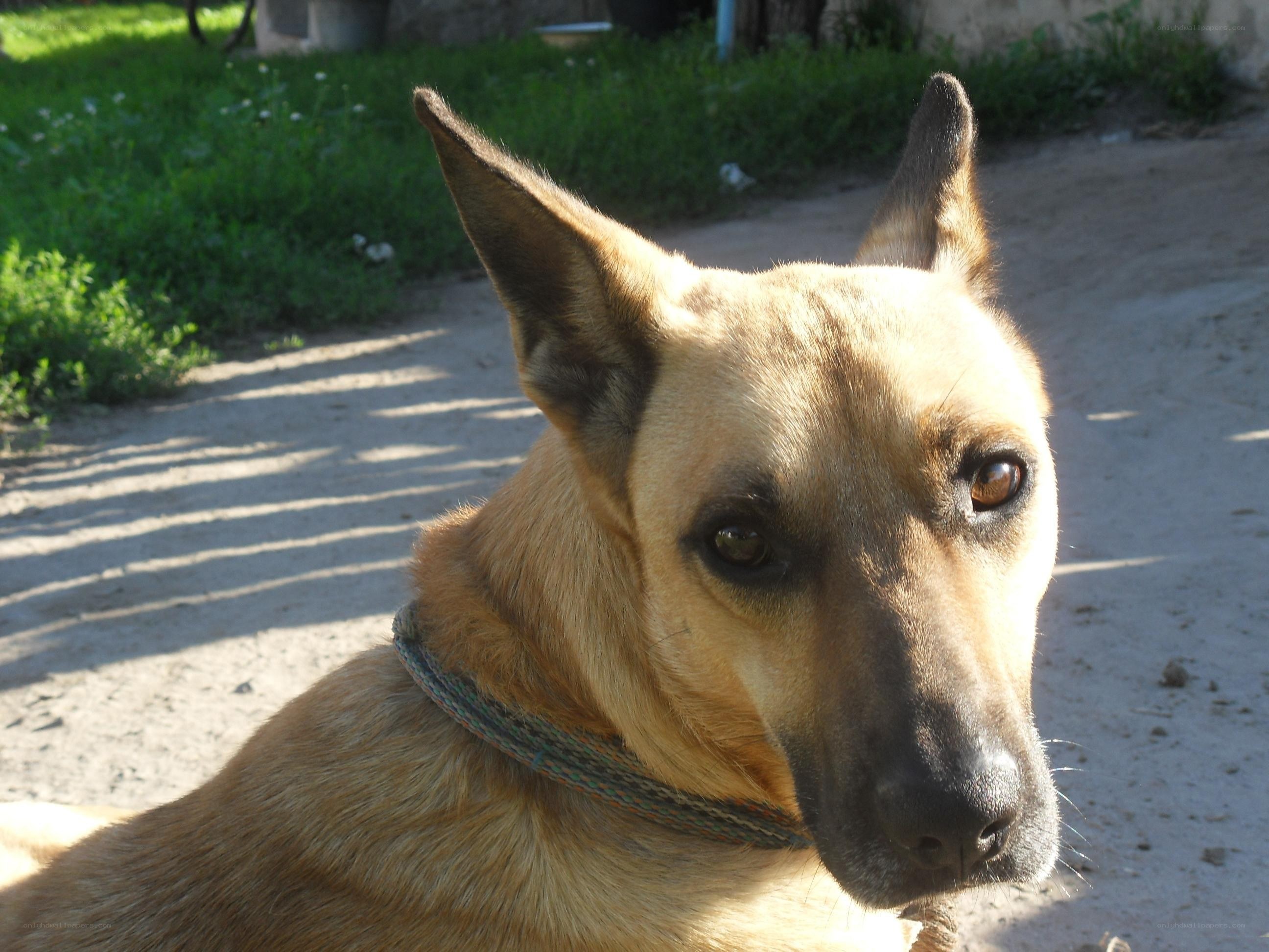 brown dog on a dirt path