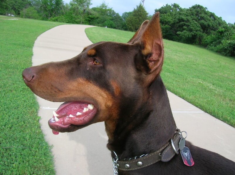 brown dog on a path