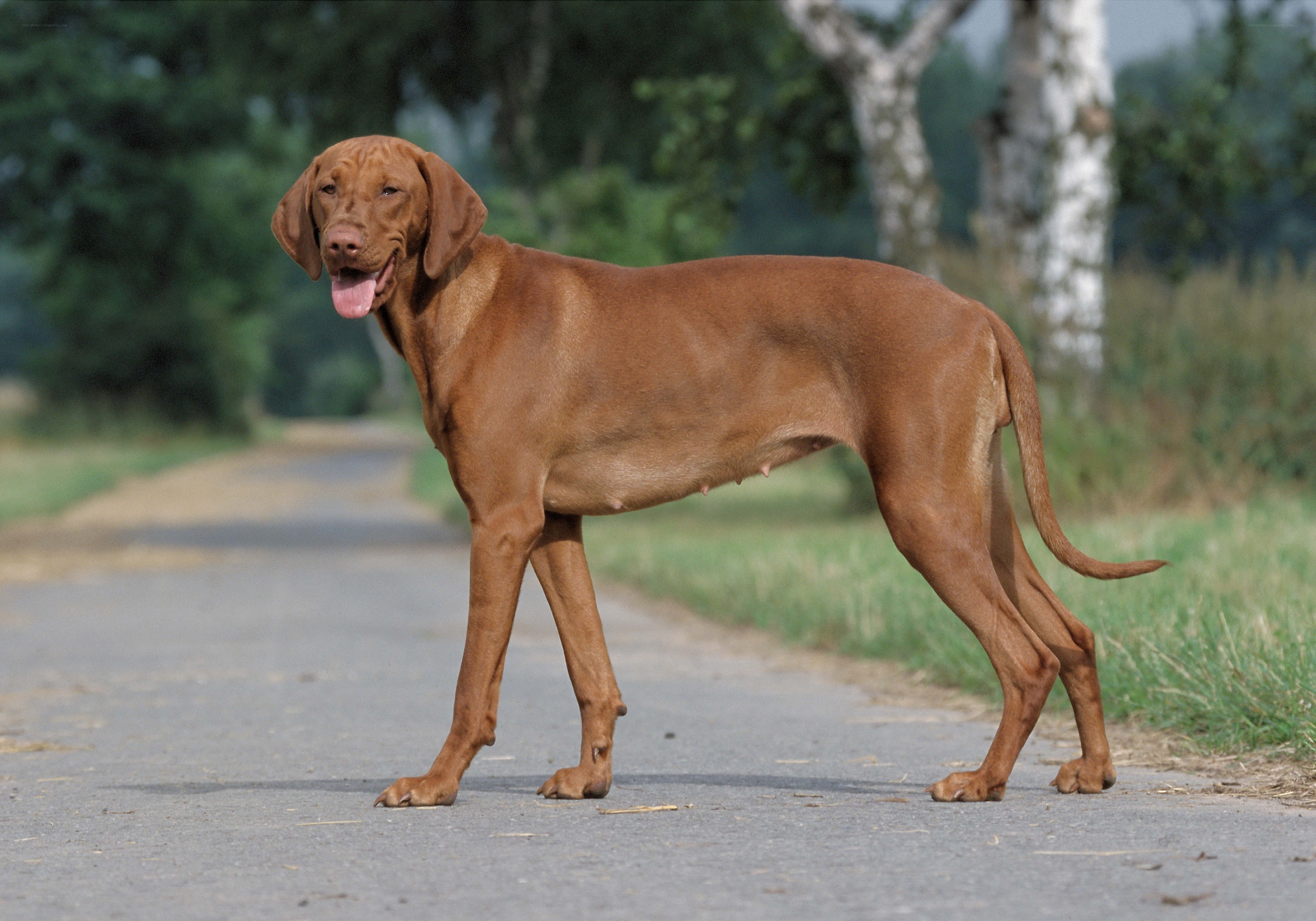 brown dog on a road