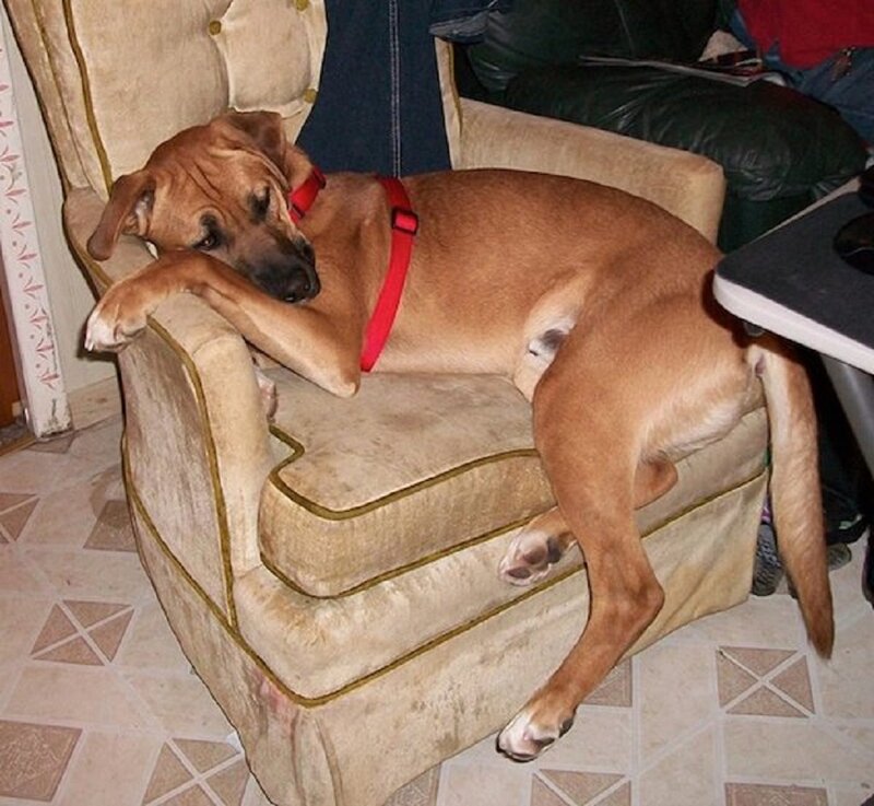 Brown Dog on Armchair