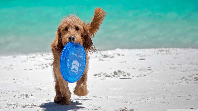 Brown Dog on Beach — Blue