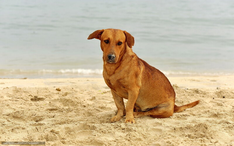 Brown Dog on Beach — Calm, Afternoon