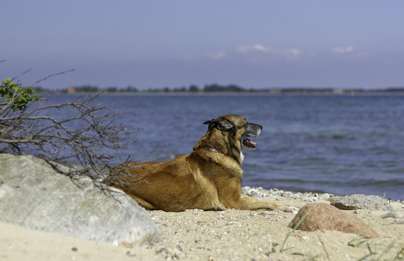 Brown Dog on Beach — Calm