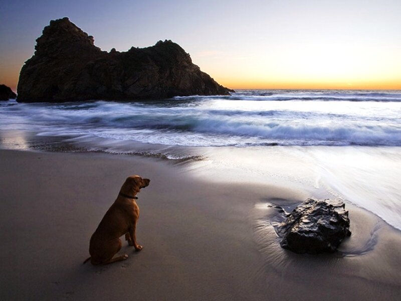 Brown Dog on Beach — Serene