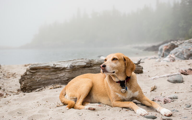Brown Dog on Beach — Tan