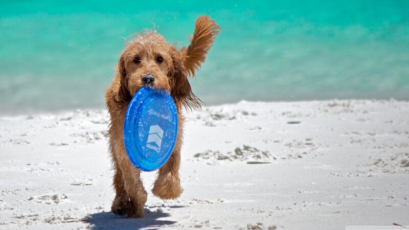 Brown Dog on Beach