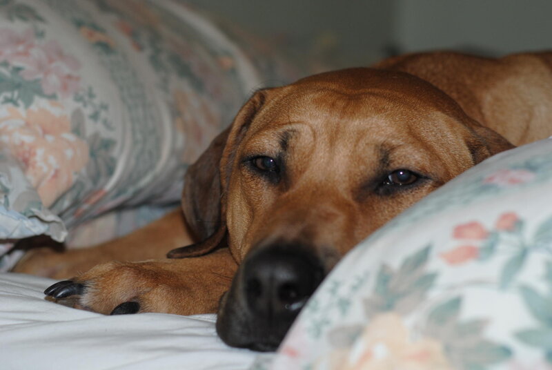Brown Dog on Bed — Calm, Photograph
