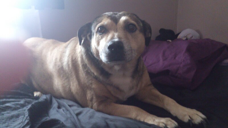 Brown Dog on Bed — Calm