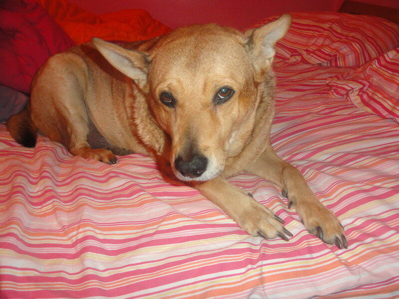 Brown Dog on Bed