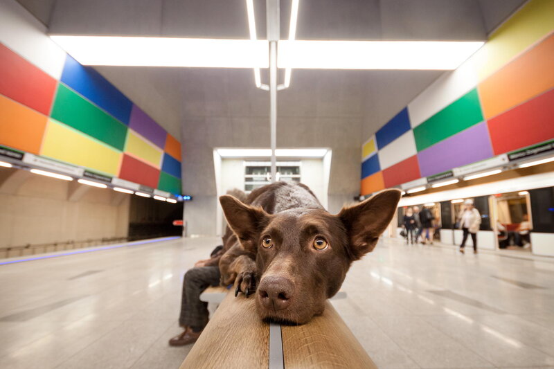 Brown Dog on Bench