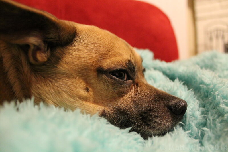 Brown Dog on Blanket
