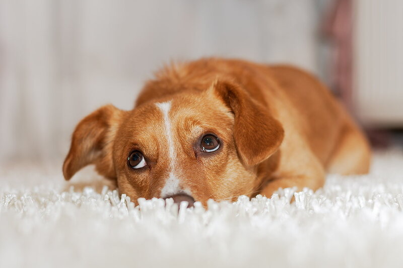 Brown Dog on Carpet — Calm