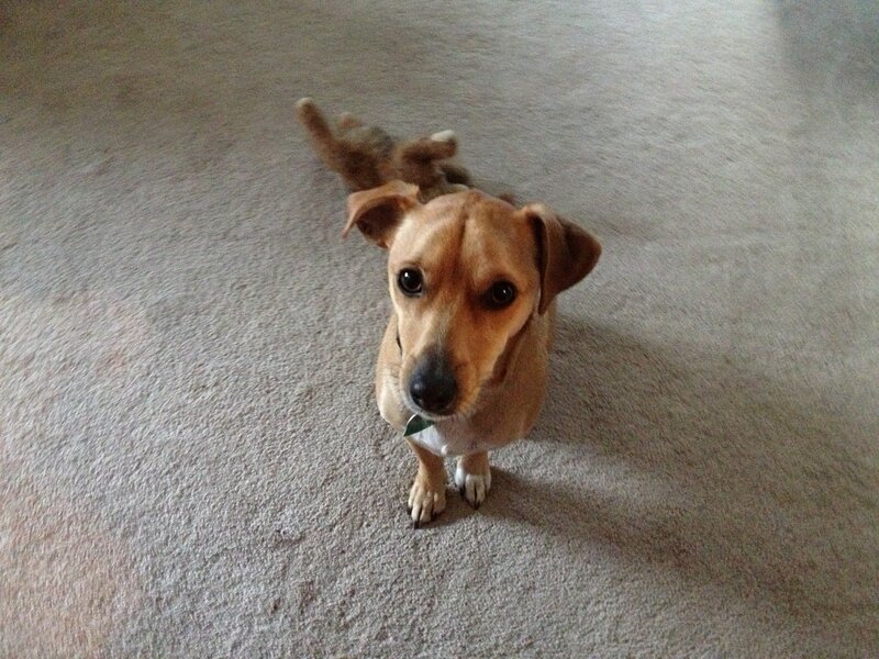Brown Dog on Carpet