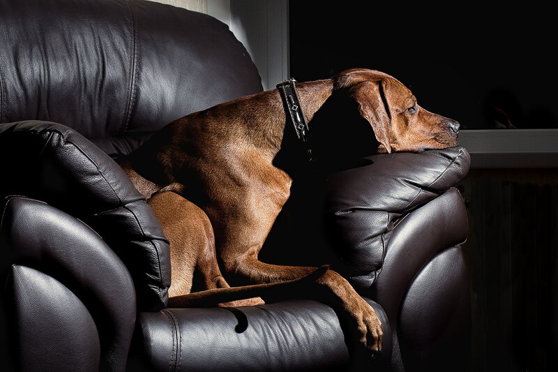 Brown Dog on Chair
