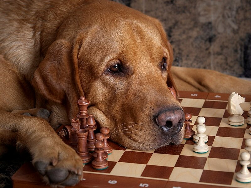 Brown Dog on Chessboard