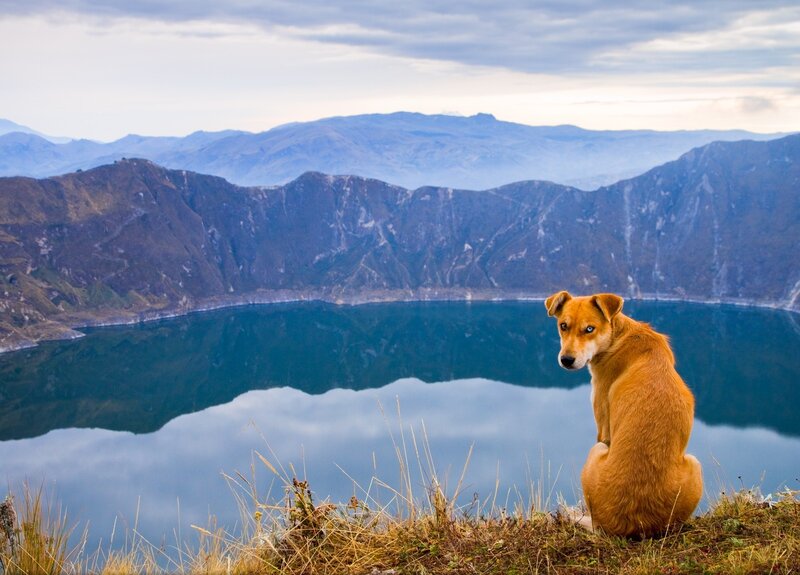 Brown Dog on Cliff
