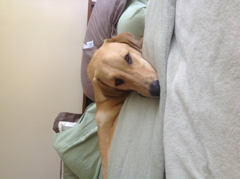 Brown Dog on Couch — Beige